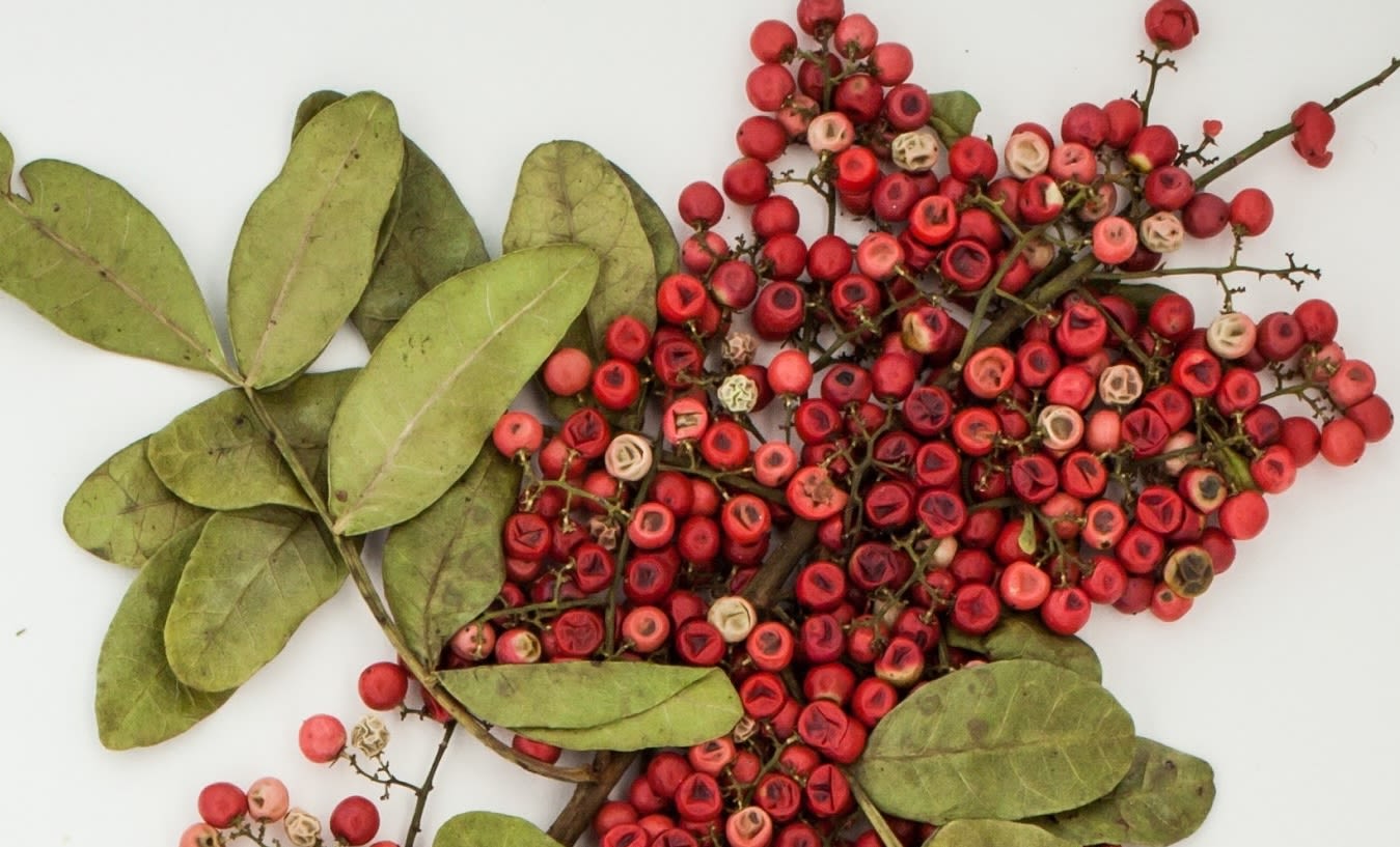 Berries of the Brazilian peppertree, which shows activity against antibiotic-resistant bacteria. 