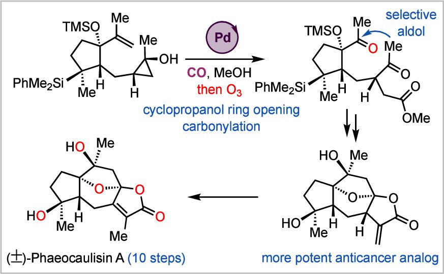 A diagram of the new palladium-catalyzed carbonylation reaction