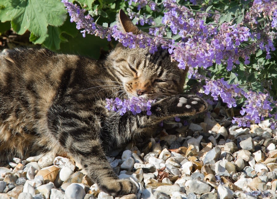 A cat enjoys some catnip.