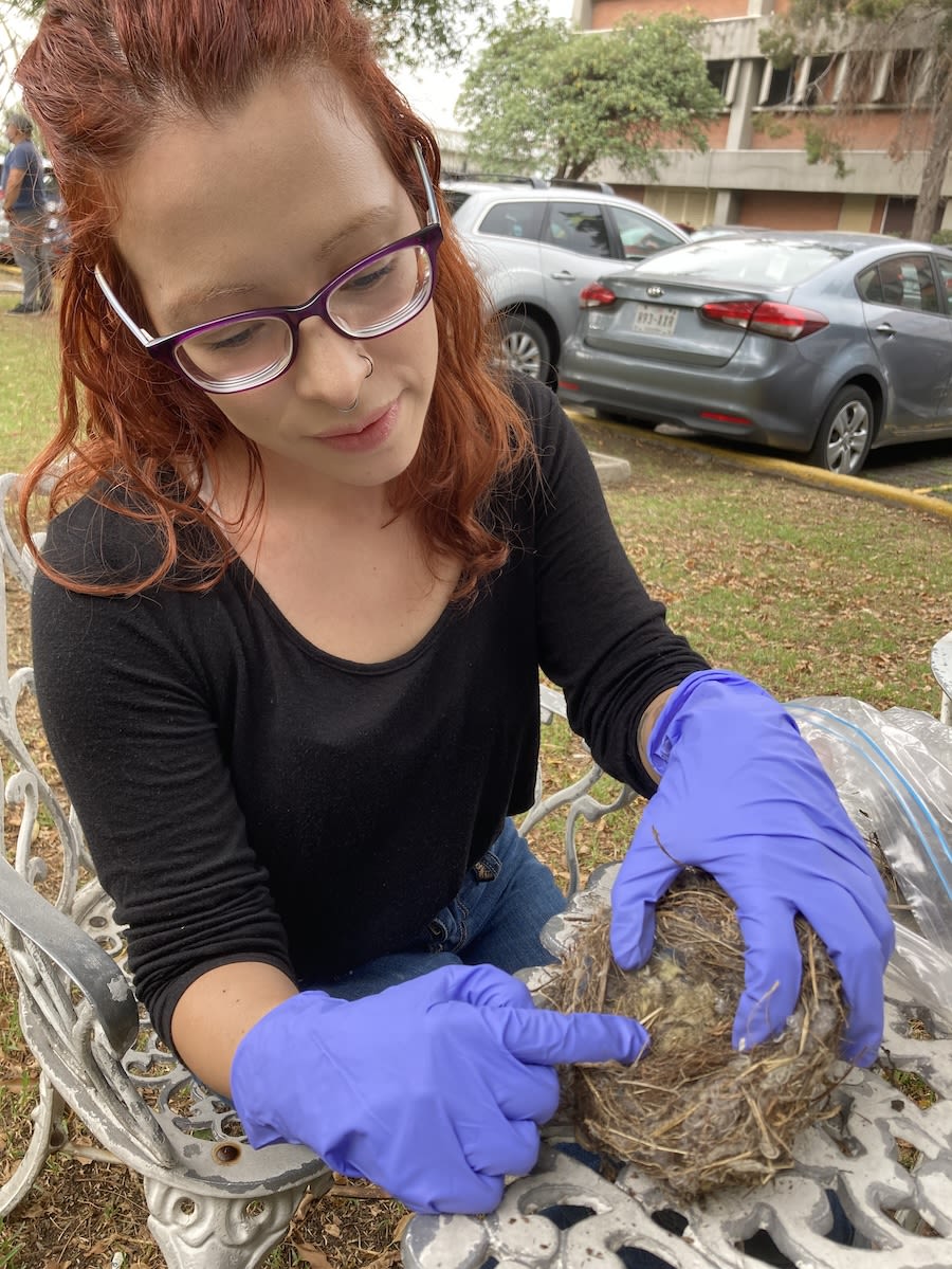 Mexican scientist Monserrat Suárez Rodriguez with a house sparrow nest.