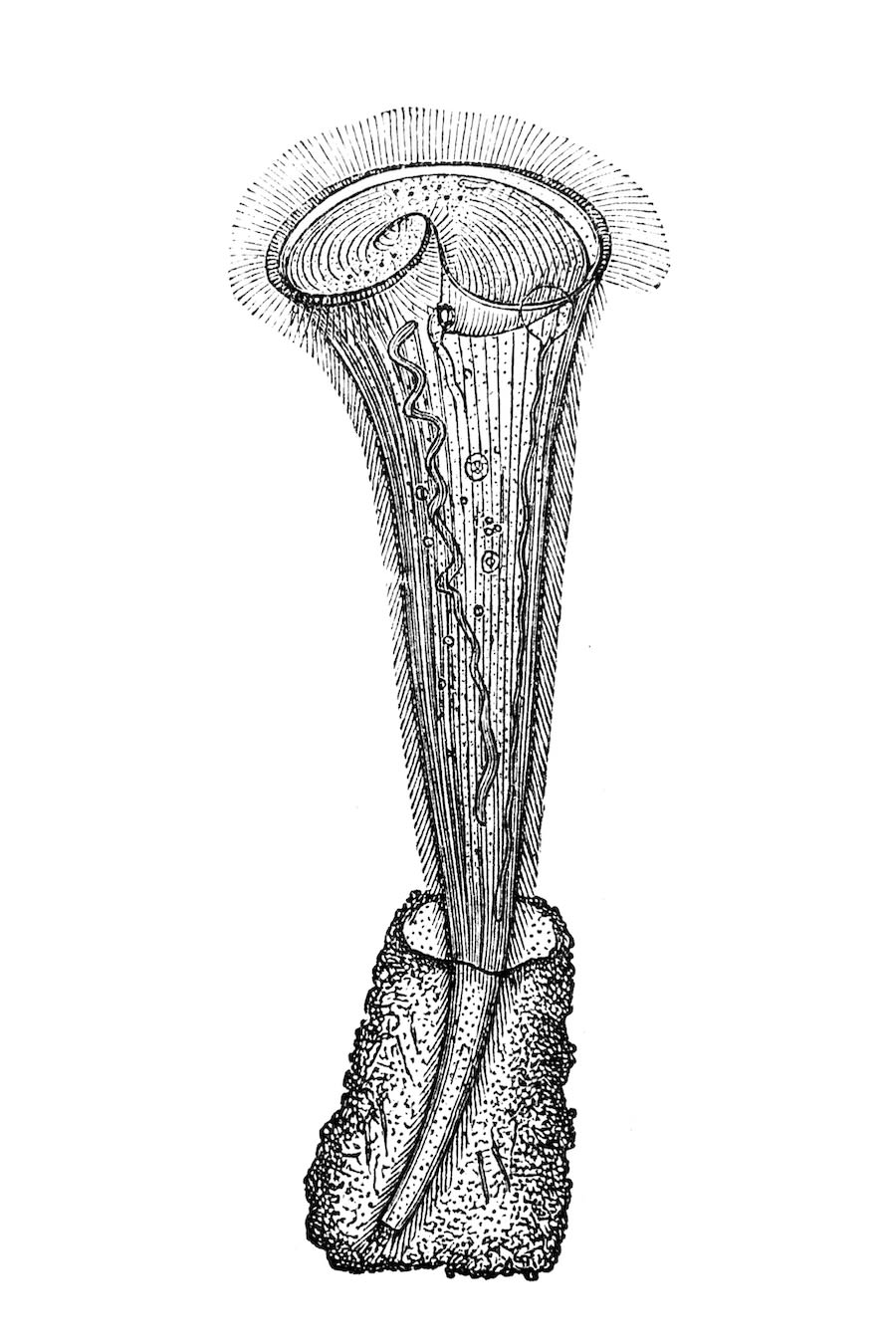 A scientific illustration of a stentor
