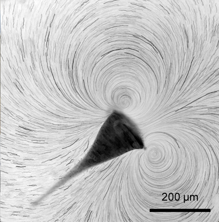 Tracer particle tracks generated by a single Stentor.