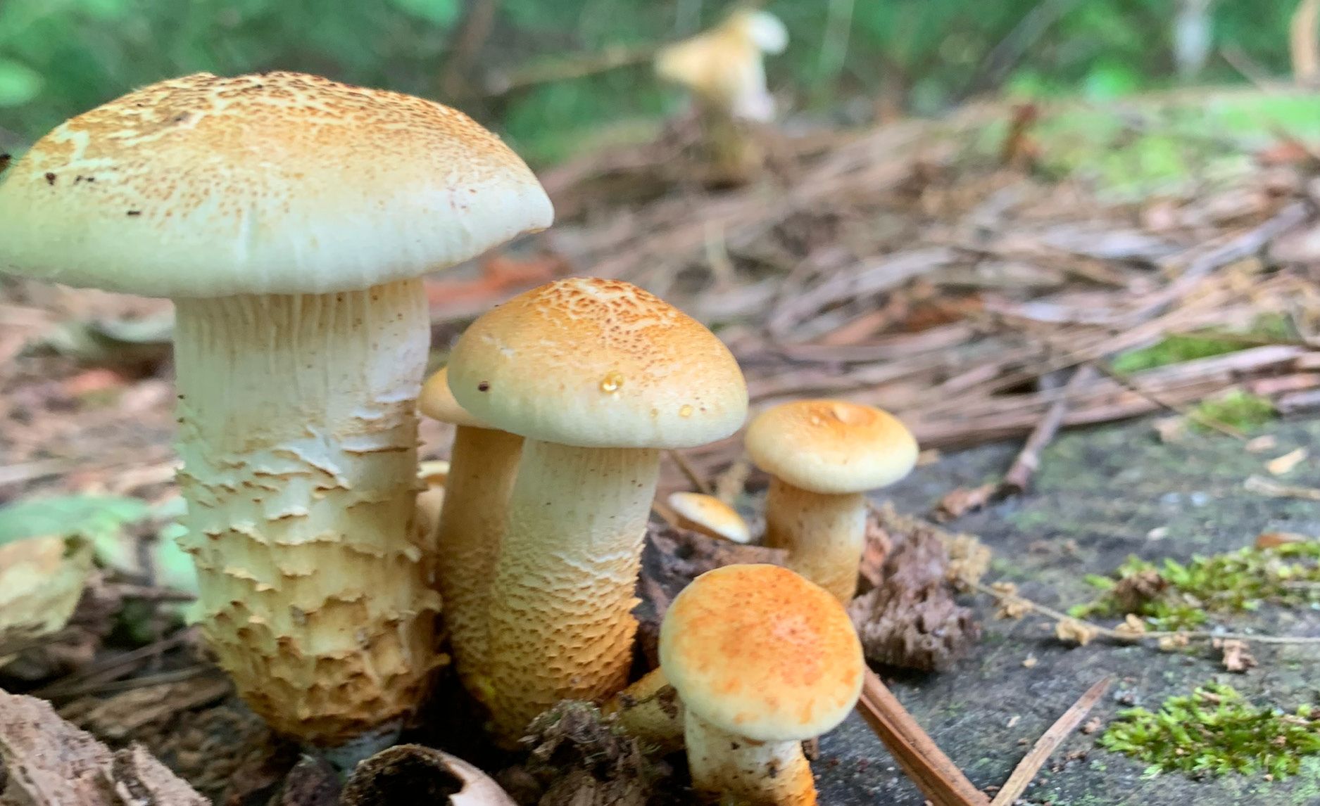 Photo of mushrooms growing from forest floor.