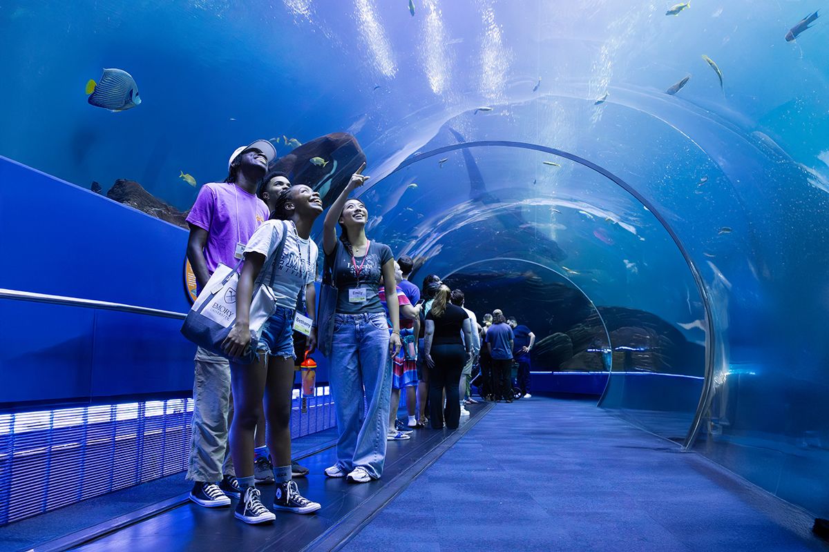 Students stand under the clear bridge at the Georgia Aquarium, looking at the fish