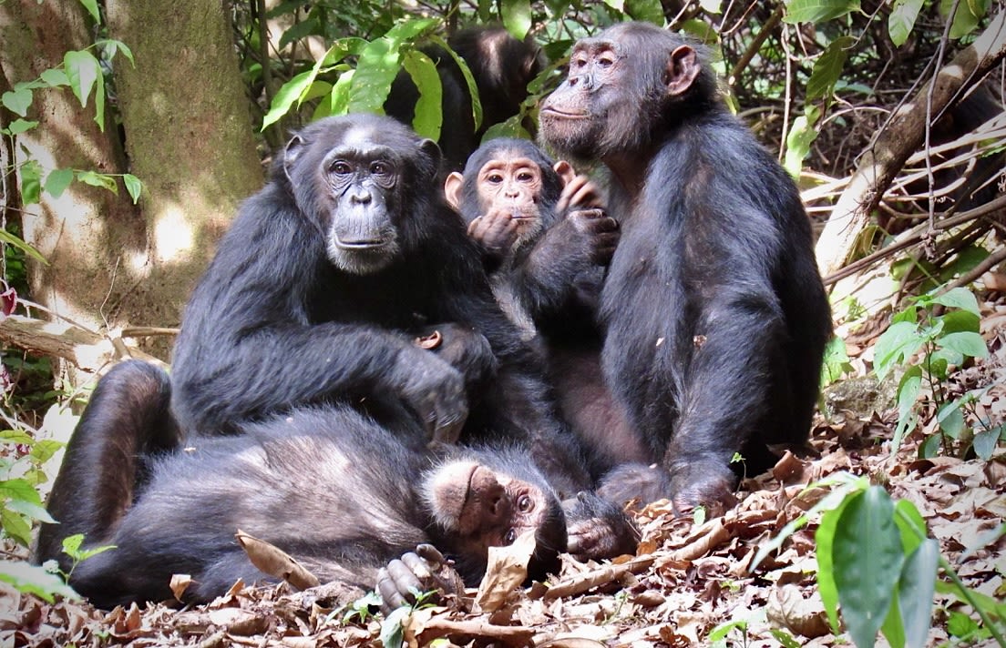 a group of chimpanzees