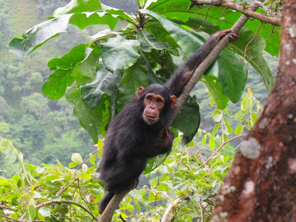 A chimpanzee holds on to a tree branch