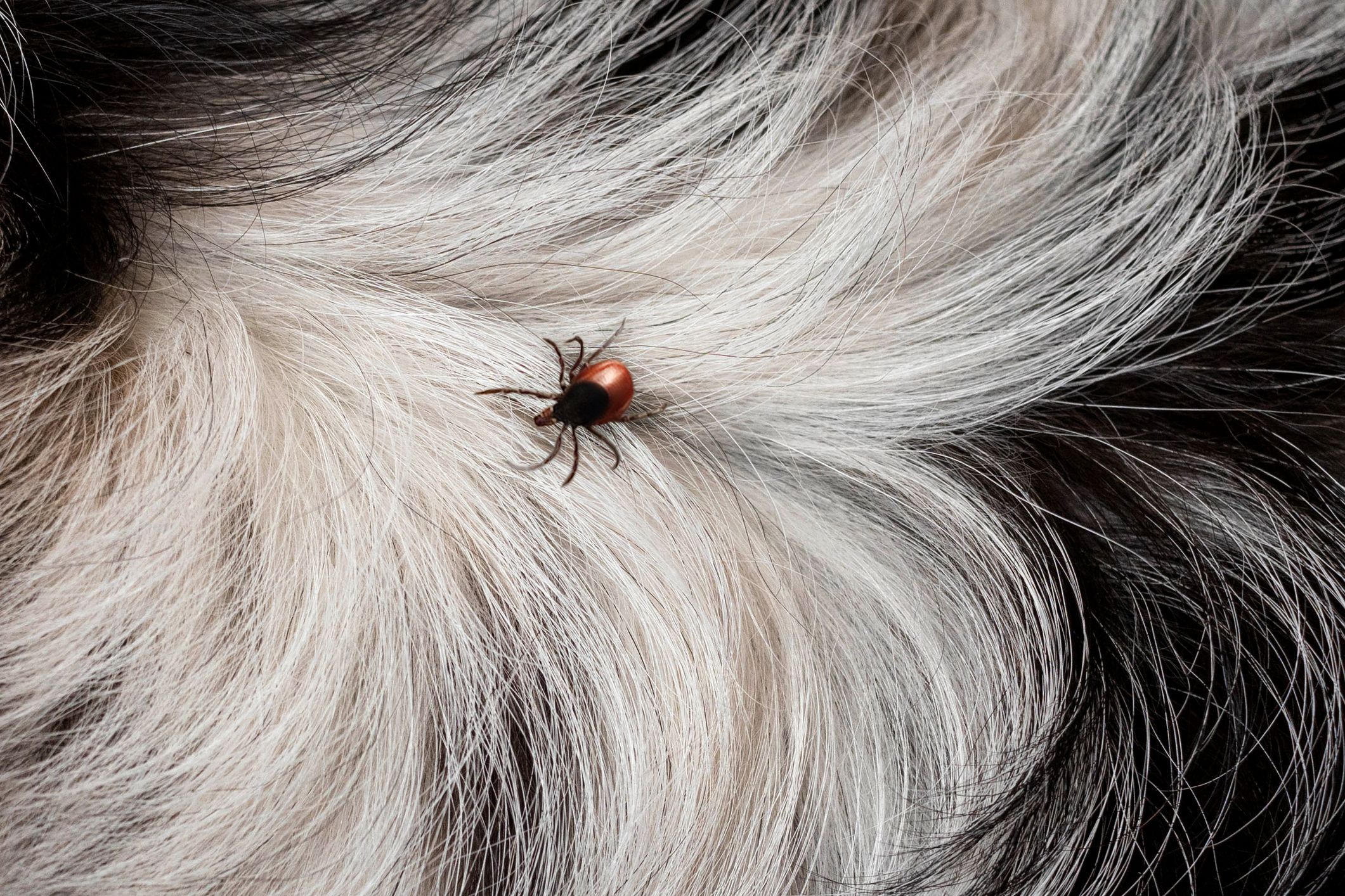 A tick attached to a dog.