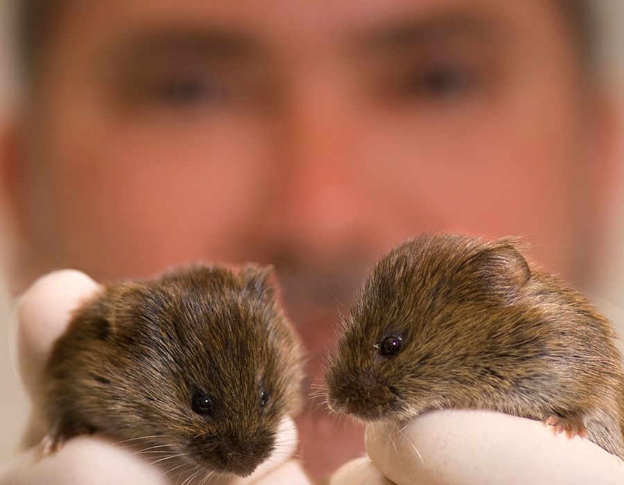 Researcher holding 2 voles
