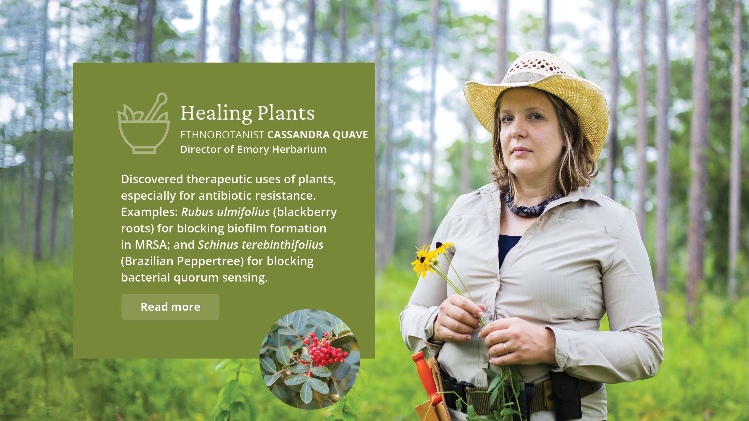 Healing Plants, Ethnobotanist Cassandra Quave. Director of Emory Herbarium  Discovered therapeutic uses of plants,  especially for antibiotic resistance.  Examples: Rubus ulmifolius (blackberry roots) for blocking biofilm formation  in MRSA; and Schinus terebinthifolius (Brazilian Peppertree) for blocking  bacterial quorum sensing. 
