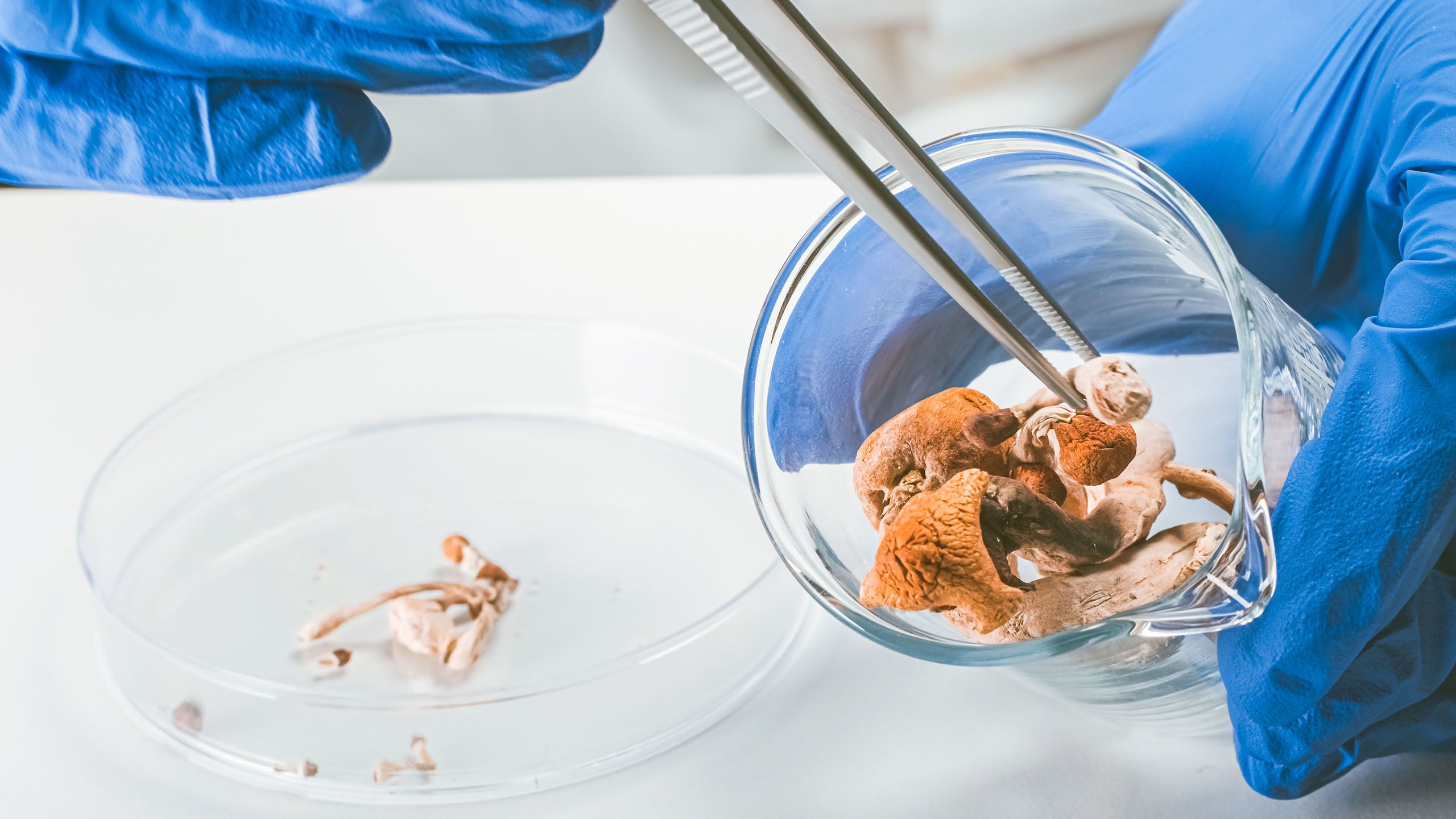 An image of psilocybin mushrooms in a lab dish