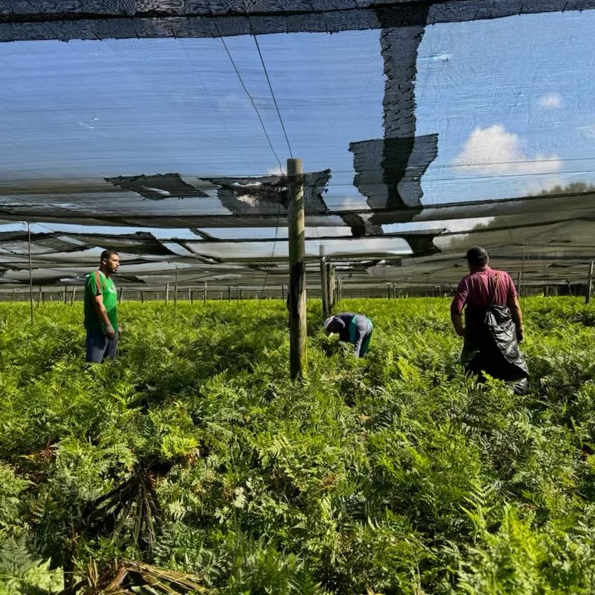 Three workers in a field of green with a patched sunshade above it.