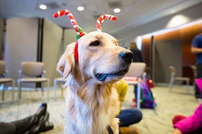 A golden retriever therapy dog wears a festive holiday headband.