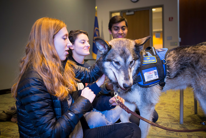 Three students pet a Siberian Husky therapy dog.