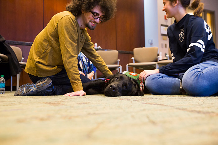 A black lab therapy dog lays on the ground as two students pet it.