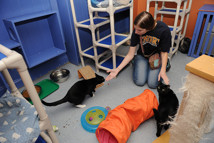 Students fed and played with cats who are awaiting adoption.