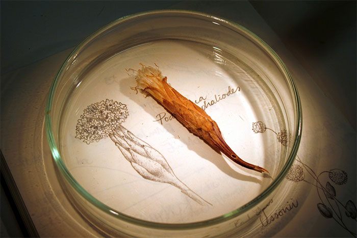 A dried specimen of the herb golden long-heads (Padotheca gnaphalioides) rests nexts to a botanical drawing of the plant
