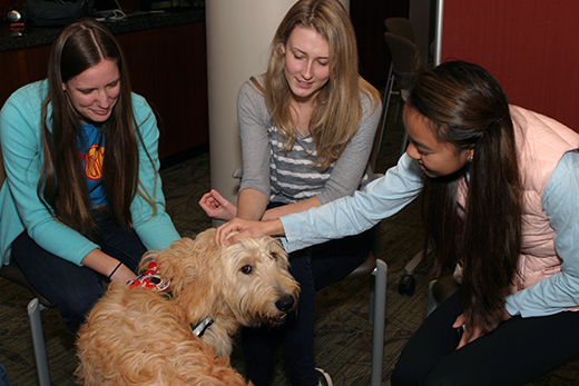 Students take a study break at last year's Pet Therapy Study Break at Emory's Woodruff Library. 