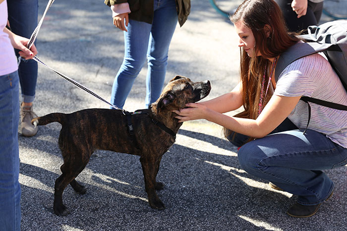 A student gets at eye-level with a medium-sized brindle-colored dog.