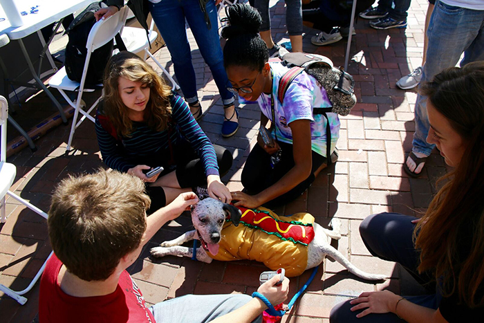 Puppies in halloween costumes with students at "Puppy Petting Boo"