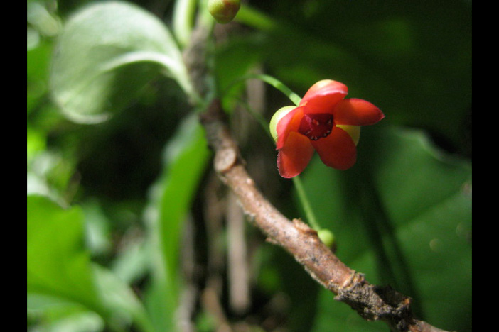 The American starvine typically must grow several years before putting it flowers. Photo by Kyra C. Wu.