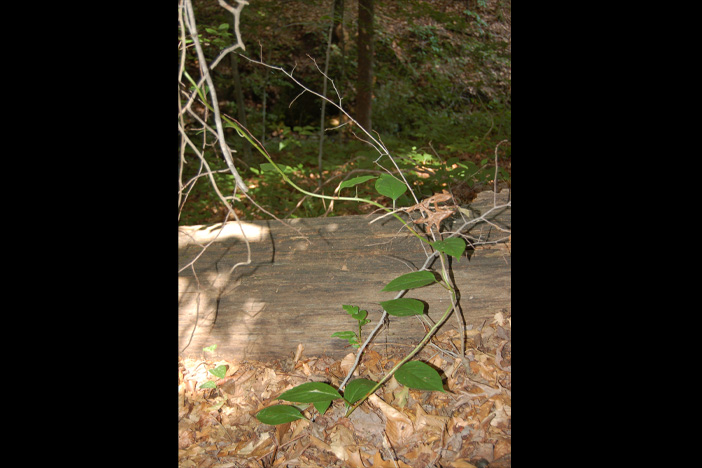 A native starvine that has taken root near a deadfall "nurse log" in Emory's woodlands begins its ascent. Photo by Kimber Williams.