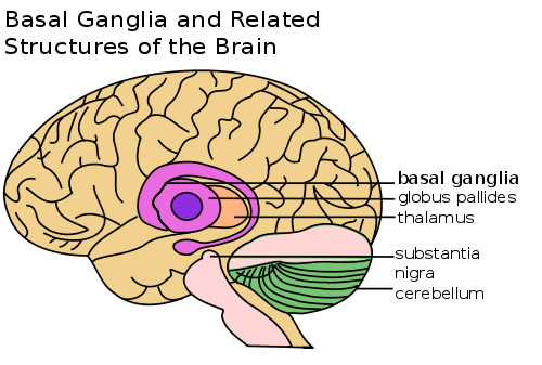 Basal Ganglia and Related Structures