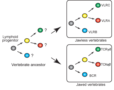 Lymphocyte lineages