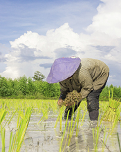 Rice paddy worker