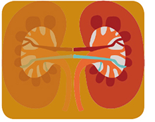 Antirejection Drugs - Until six years ago, the best drugs available to prevent organ rejection after a kidney transplant were actually toxic to the kidney. Belatacept, developed at Emory, selectively targets the immune system and prevents rejection without damaging the kidneys or increasing cardiovascular risk. 