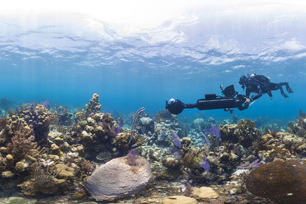 Oxford will show a film that highlights the spread of coral bleaching. 