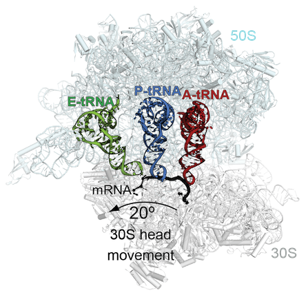 A suppressor tRNA can occupy more than one site on the ribosome. Adapted figure courtesy of Christine Dunham