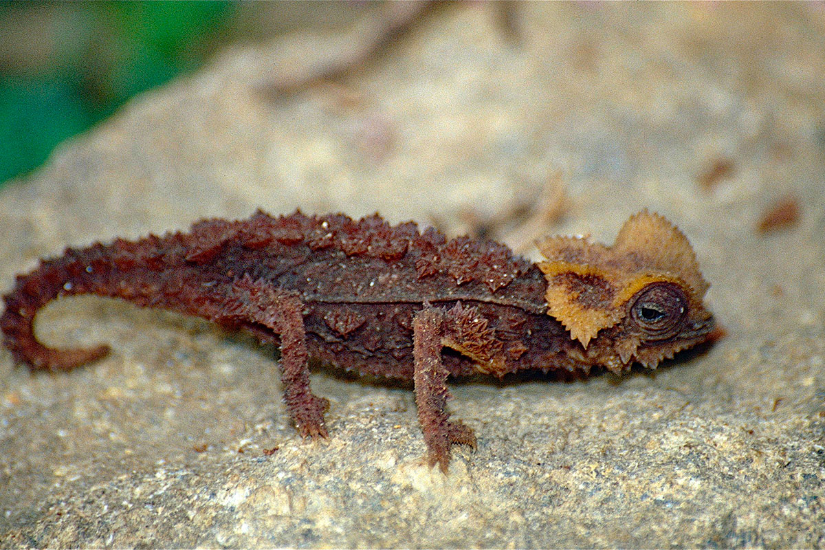 Madagascar's Antsingy leaf chameleon