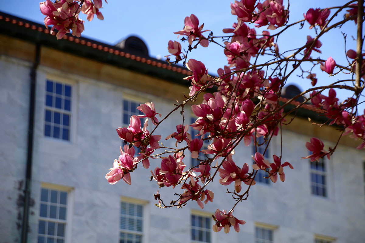 Pink flowers bloom in front of an Emory building