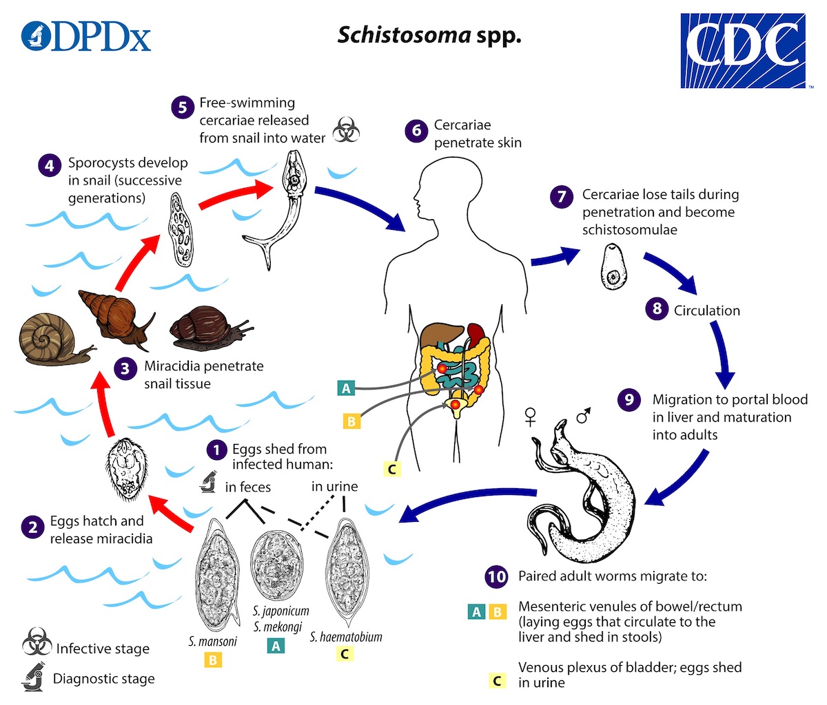 A detailed view of the transmission cycle of schistosomiasis