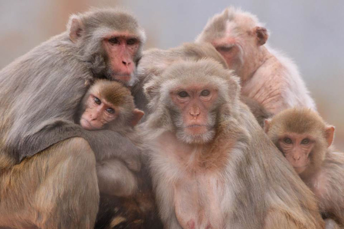 Rhesus macaques display a variety of social behaviors