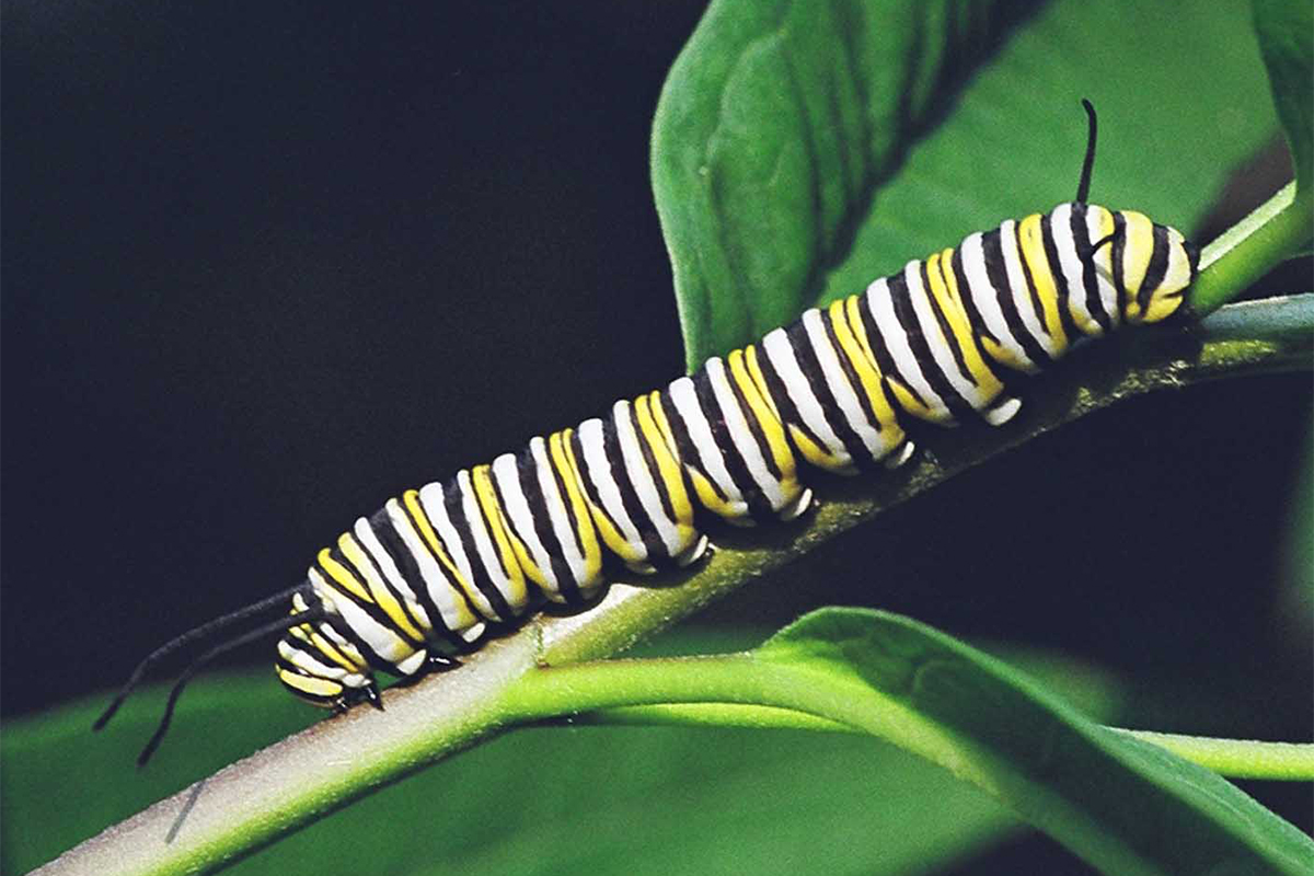 monarch butterfly caterpillar