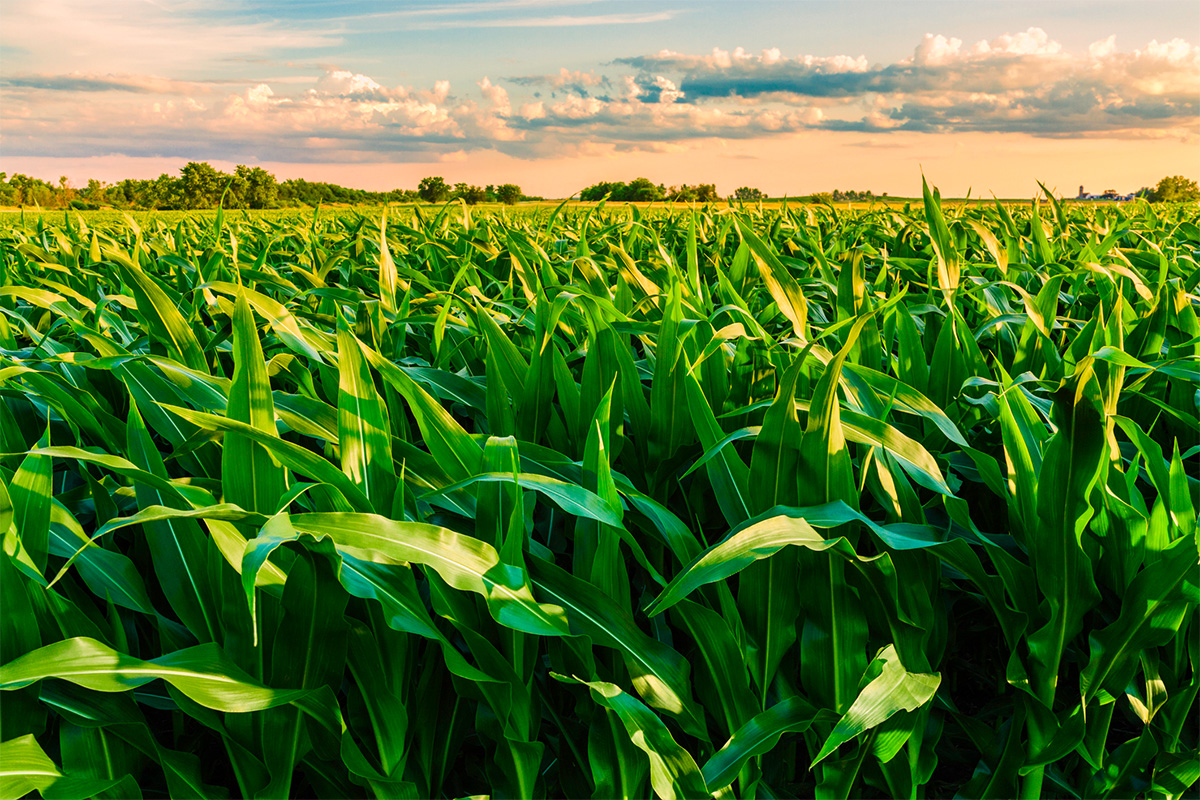 Climate change on course to hit U.S. Corn Belt especially hard, study finds