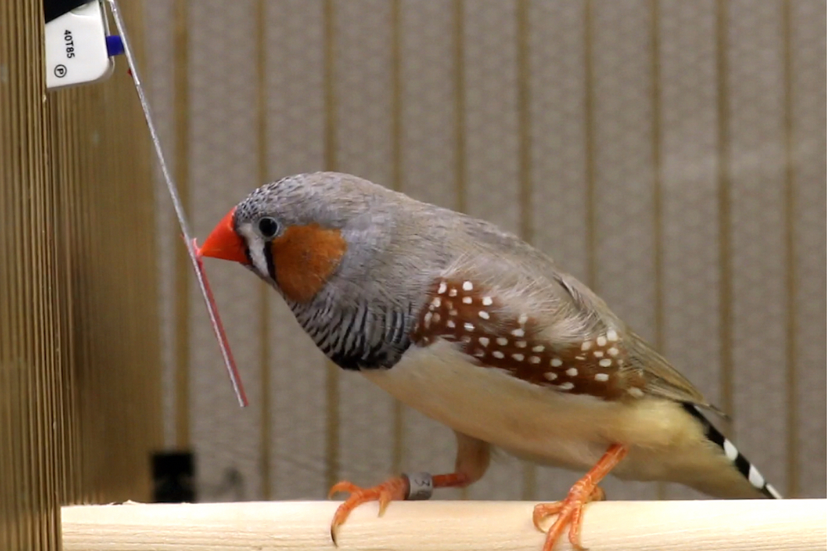 photo of zebra finch bird