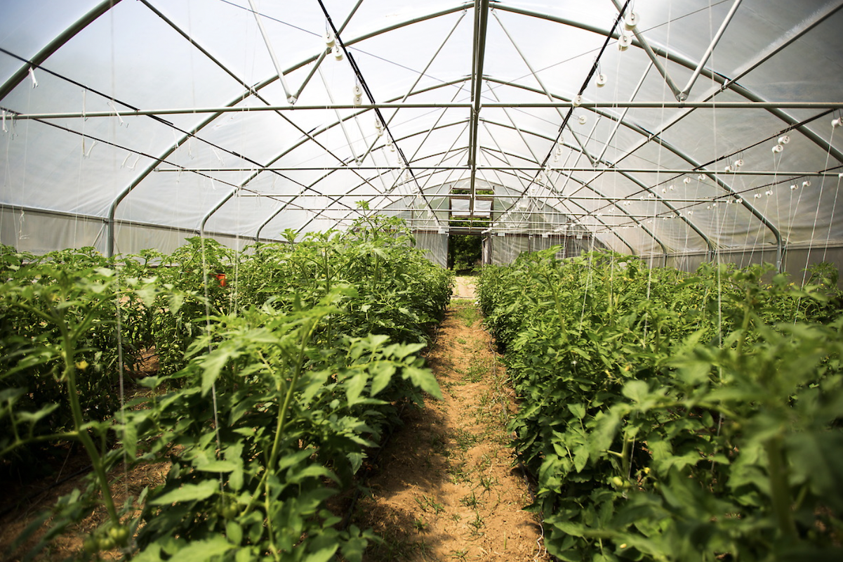 Photo of interior of Oxford Farm's hot house for raising tomatoes 