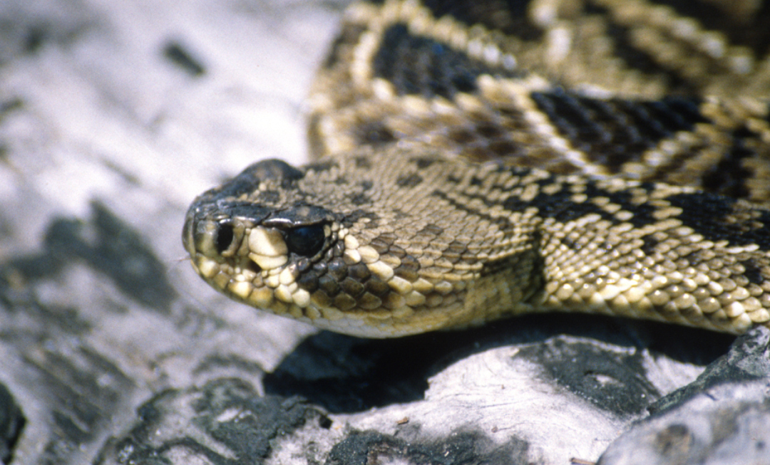 Close up photo of head of eastern diamondback rattlesnake (Crotalus adamanteus) 