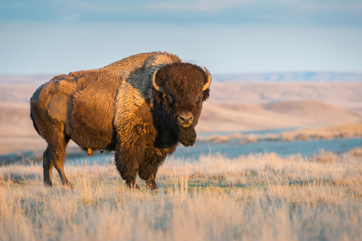 Photo: Buffalo on the western plains, staring at camera, foothills in background