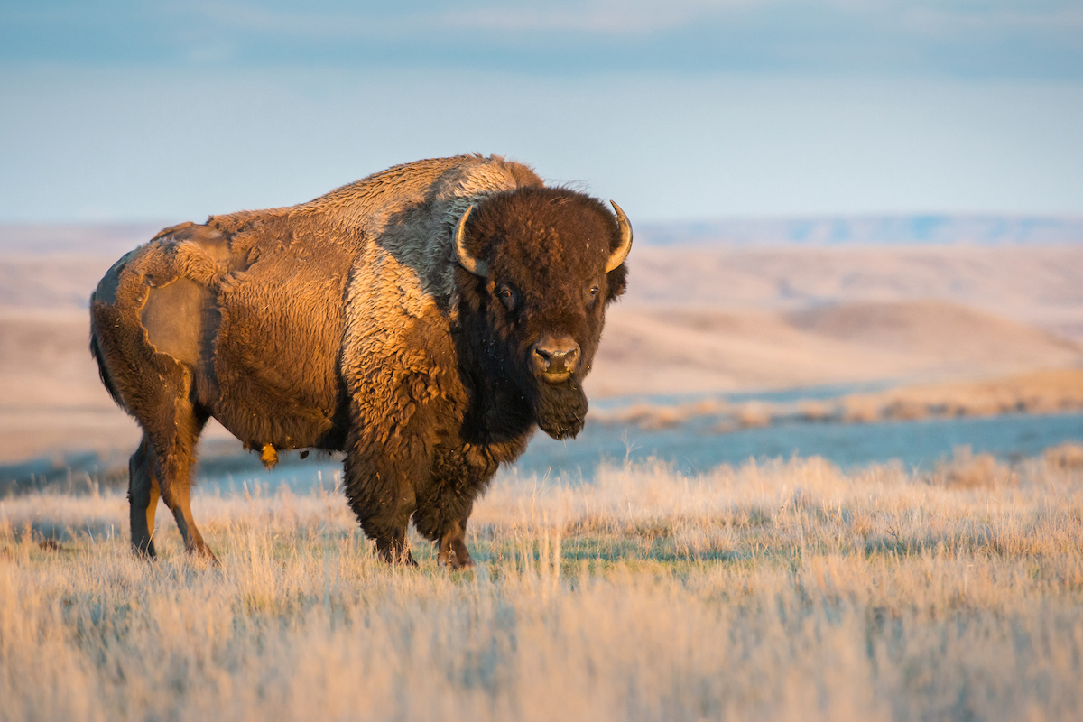 The Meaning of the Buffalo to Our People, by B The Change