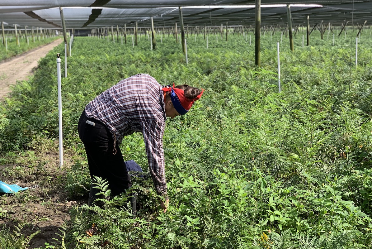 Farmworker in field