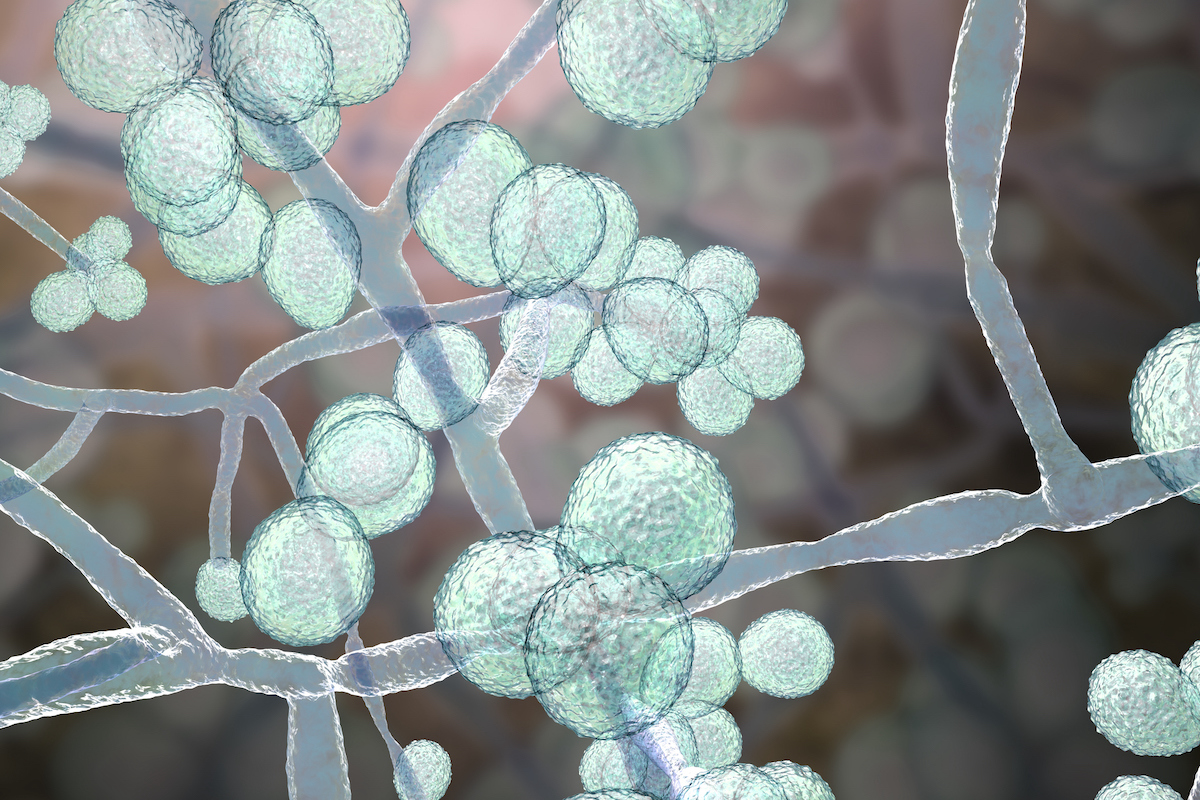 A 3D illustration of the newly emerged species of fungus Candida auris