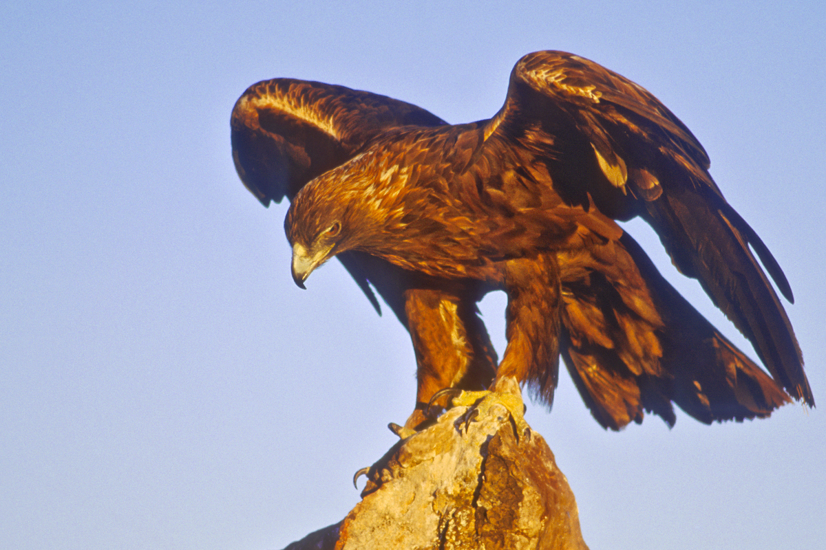 image of golden eagle in sky