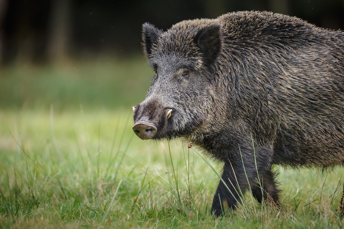image of wild boar