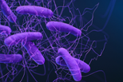 Emory team finds promising approach to treating multi-drug resistant microbes in human gut