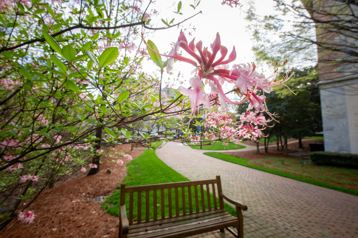 campus photo of bench in spring time