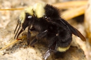Spatial model predicts bumblebee exposure to pesticide use