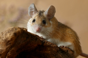 Spiny mice point to new path in social neuroscience